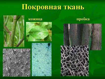 Кожица пробка и корка образованы тканью