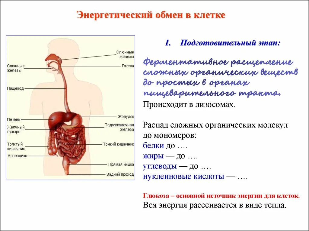 Подготовительный этап где. Энергетический обмен подготовительный. энергетический обмен схема егэ. этапы энергетического обмена схема. подготовительный этап энергетического обмена схема.