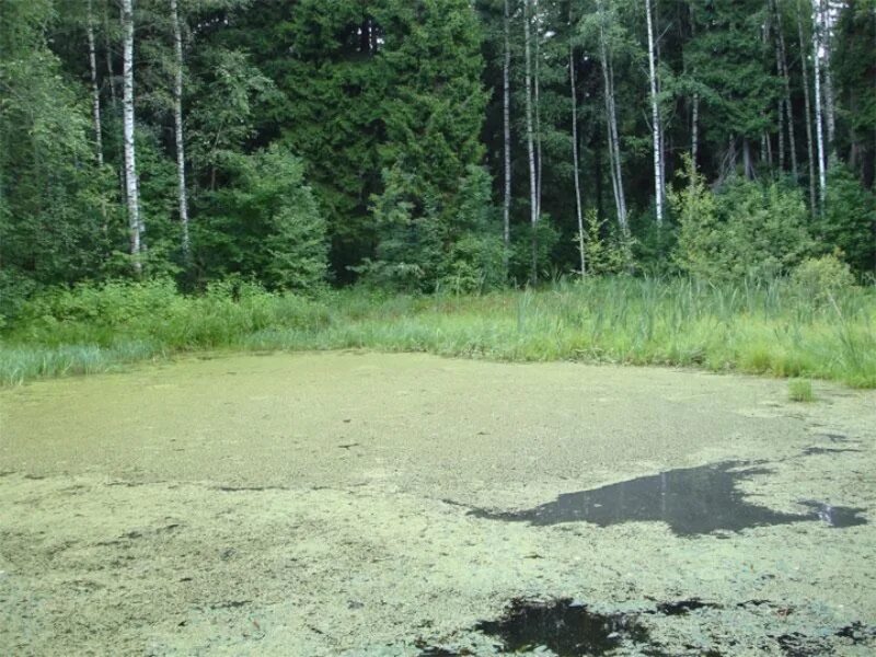 Болотная тема. Озерное заболачивание. Заболачивание водохранилищ. Болота третьего типа. Заболачивание водоемов.