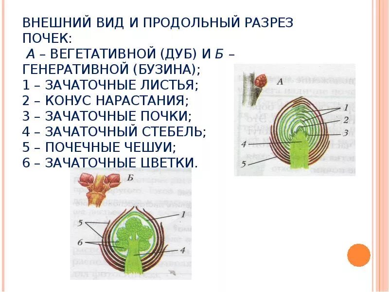 Какую функцию выполняет ткань генеративной почки. Внешний вид и продольный разрез почек. продольный разрез почки растения. внешний вид и продольный разрез почек 6 класс. продольный разрез вегетативной почки.