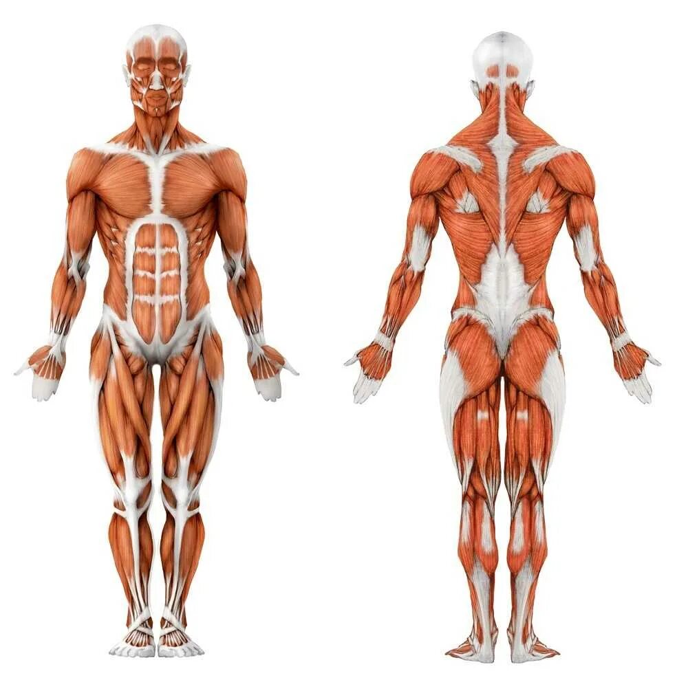 Мышцы орган человека. Мышечная система человека анатомия. Скелетные мышцы анатомия. Мышечный корсет человека спереди. Миология мышечная система мышцы туловища.