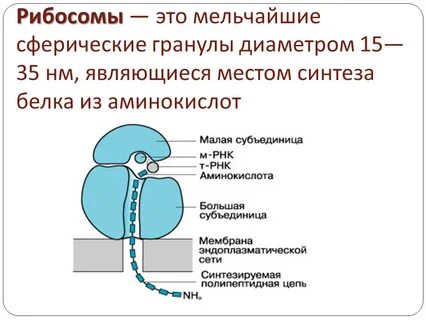 С какими клеточными структурами связана рибосома