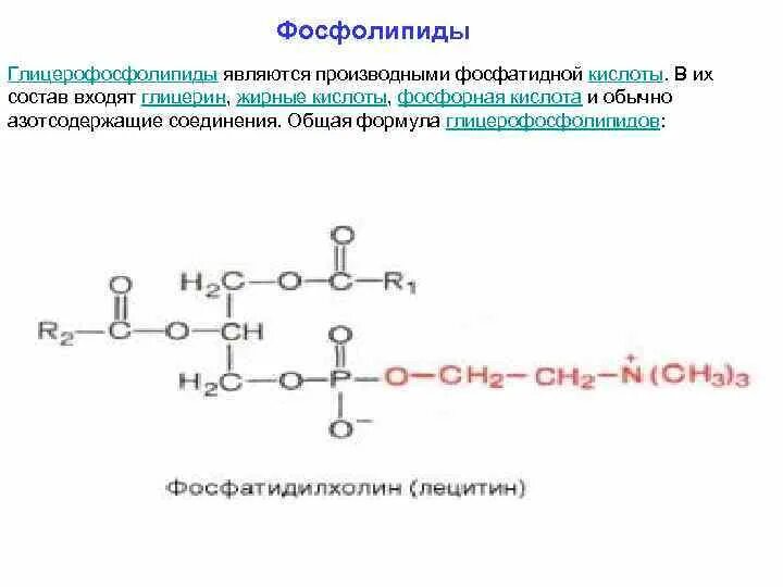 Остаток фосфорной кислоты в фосфолипиде