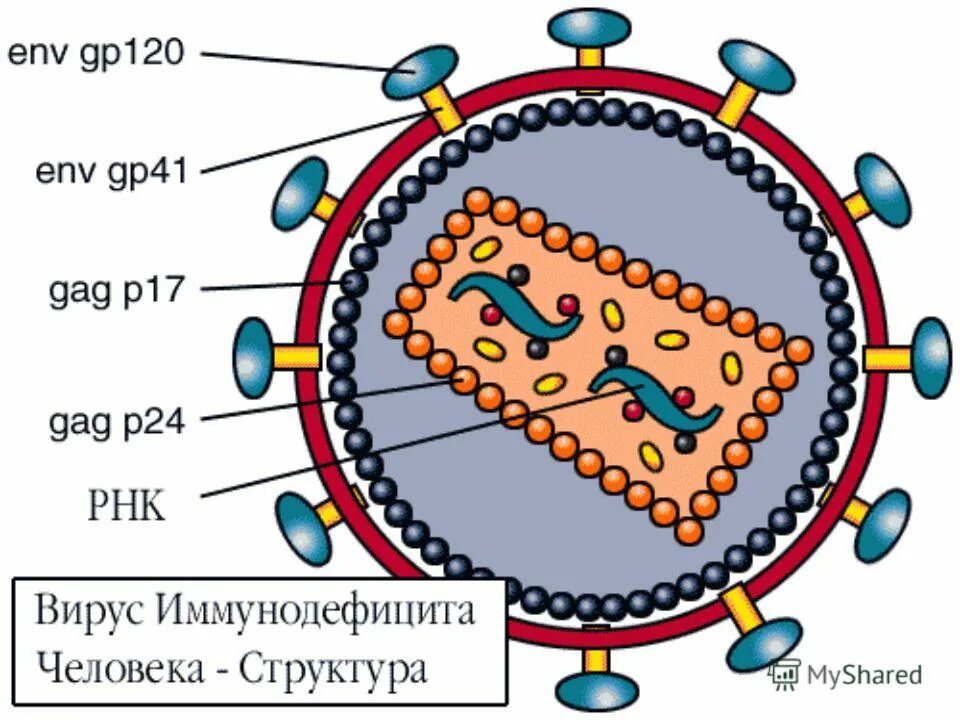 Вич белок