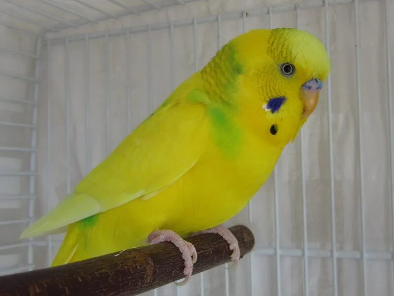 желто-зеленый волнистый попугай мальчик. волнистый попугайчик желтый. волнистые попугаи канареечный окрасы. канареечный волнистый попугай. волнистый попугай лютино.