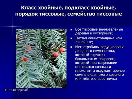 Классификация хвойных