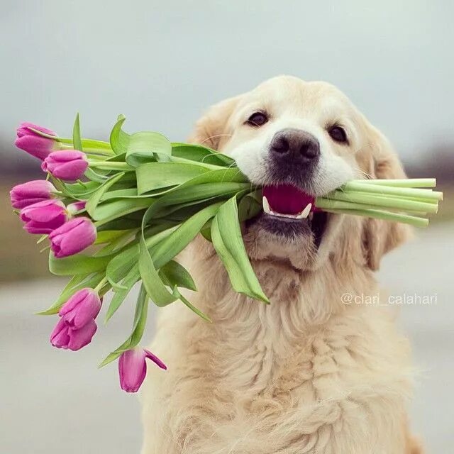 Pin by FunnyWorm on Funny Dog birthday pictures, Retriever, Dogs golden retrieve