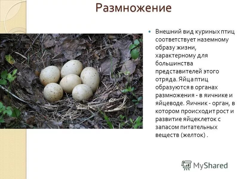 Способы размножения животных. Отряд куриные образ жизни. Размножение яйцами тип размножения. Размножение яйцами тип размножения. Размножение яйцами тип размножения.
