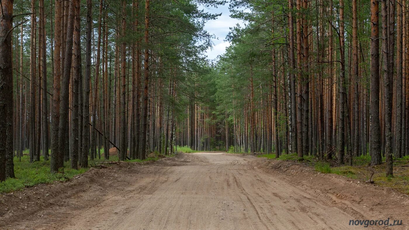 Леса Валдая Новгородской области. Лесное Лесное Великий Новгород. Лесное Новгородская область дорога. Ресурс Новгородской области Лесные. Великий новгород хвойная