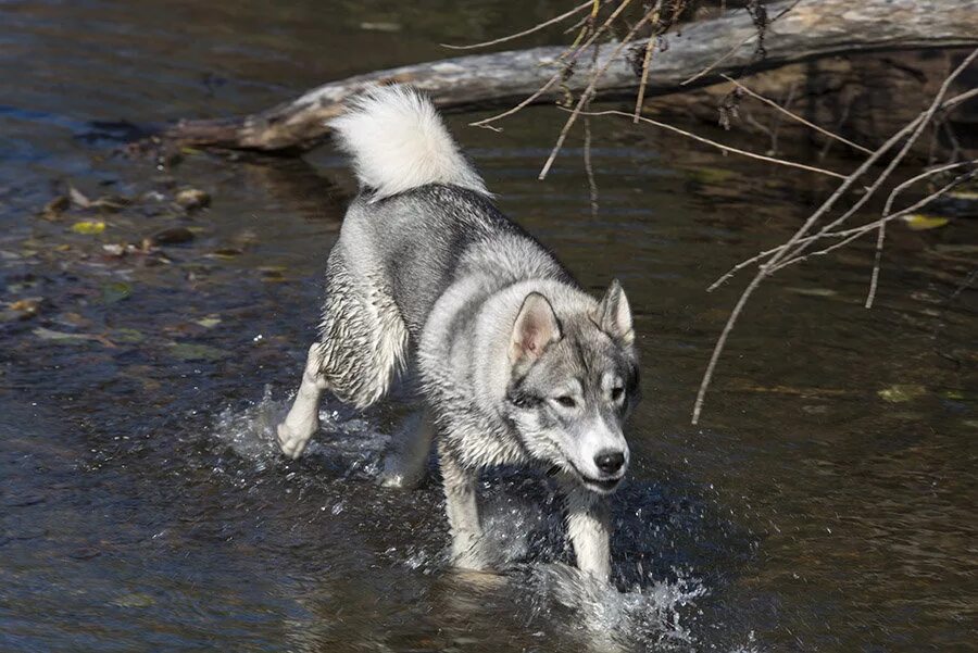 западносибирская лайка лайки. охота западно сибирской лайки. зсл соболь. охота западно сибирской лайки. западно сибирская лайка на охоте.