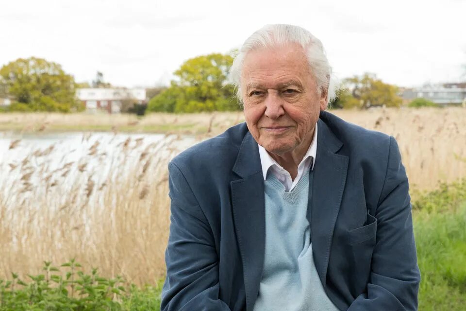 Sir david. Дэвид эттенборо. sir david attenborough. аттенборо. david frederick attenborough.
