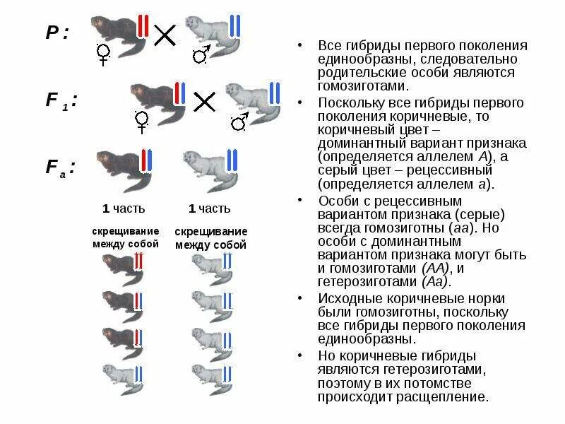 Часть скрещиваются. Все гибриды первого поколения единообразны. Скрещивание гибридного потомства. Гибридное потомство это. Почему гибриды первого поколения единообразны?.