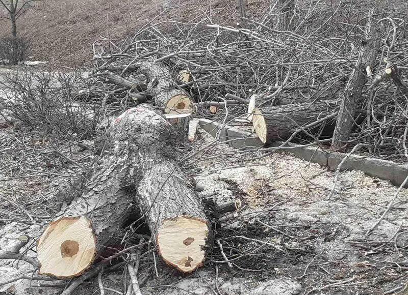 Спилили дерево с террористом. Ветки деревьев срубленные. Срубленное дерево с ветками. Спил деревьев Саратов.