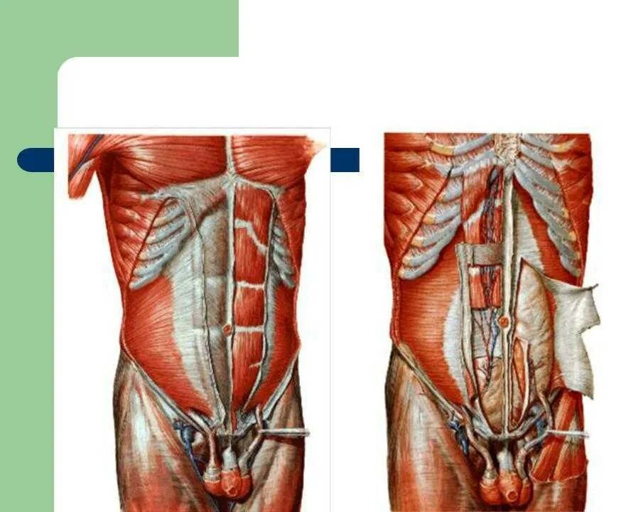 Прямые мышцы живота у мужчин. Апоневрозы мышц передней брюшной стенки. Апоневроз мышц живота. Мышцы брюшной стенки послойно.