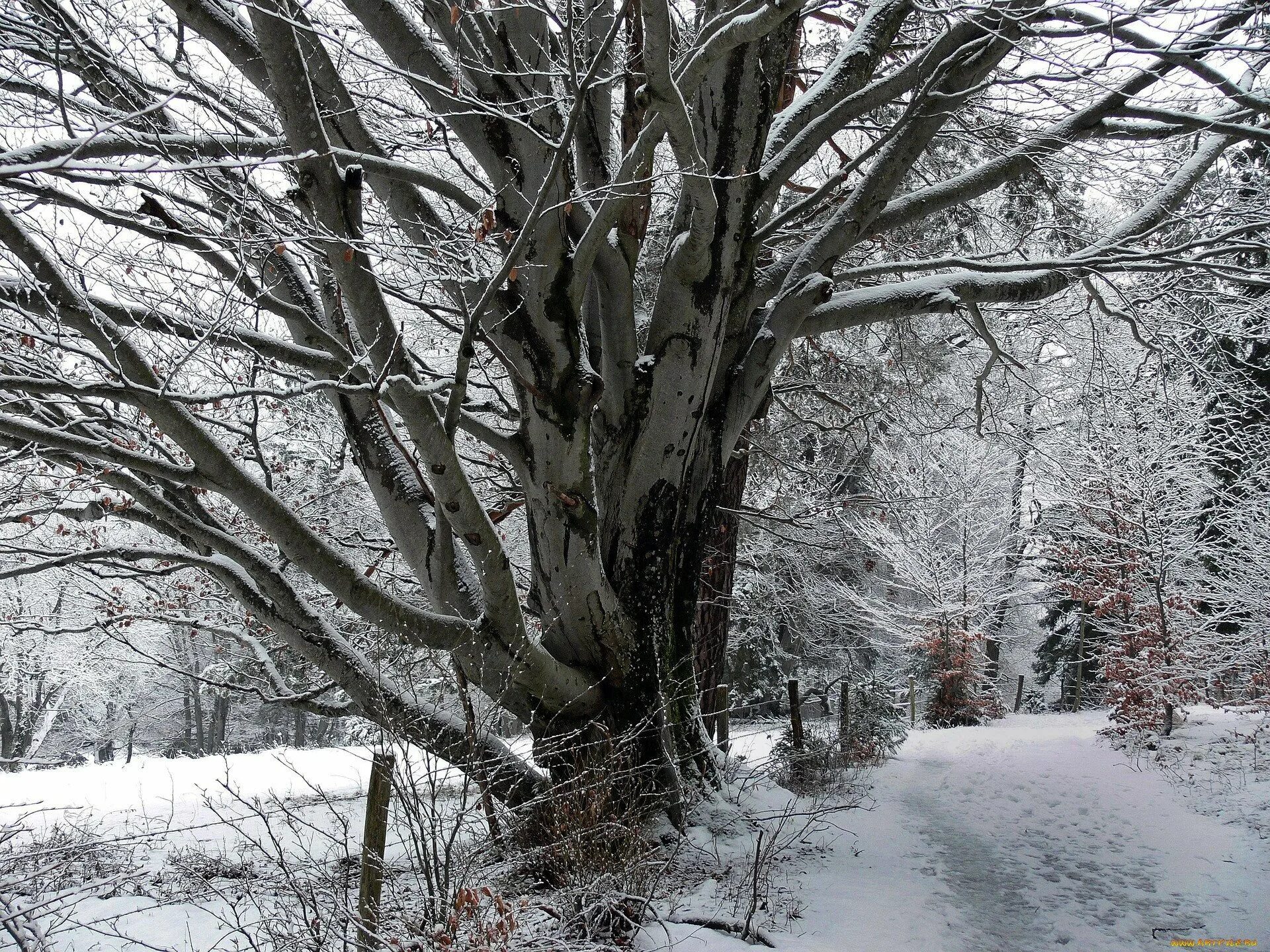 лиственные деревья зимой. заснеженные деревья. какие стоят деревья зимой. дуб зимой. старые деревья зимой.