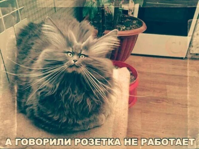 Какой ешкин кот. Ешкин кот. ёшкин кот екарный бабай. ёшкин кот ядрена вошь екарный бабай. ёшкин кот прикол.