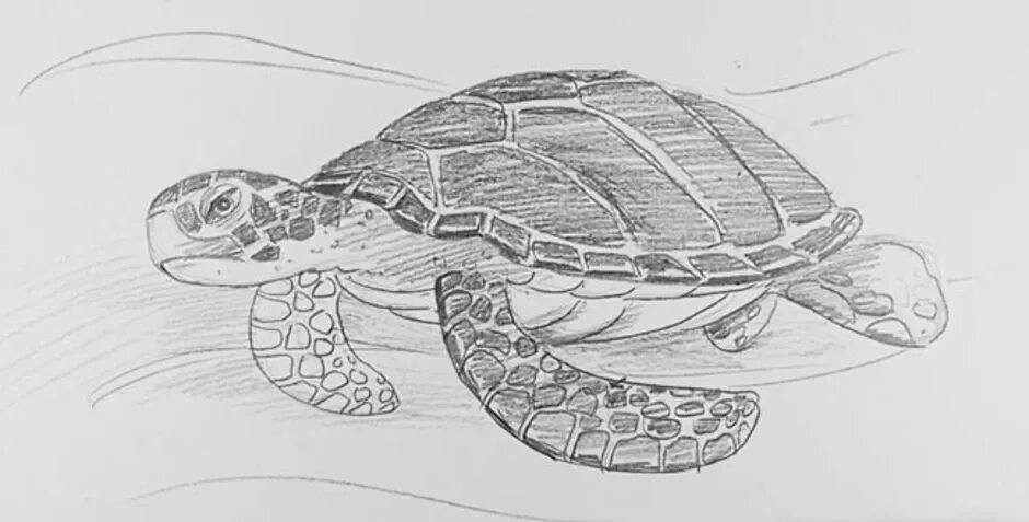 Черепаха рисунок. Черепаха рисунок карандашом. Рисунок черепахи карандашом для срисовки. Черепаха зарисовка.