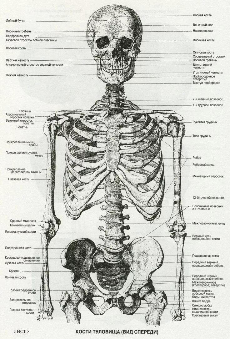 Строение человека атлас скелет. Скелет туловища анатомия с подписями. Скелет туловища человека анатомия рисунок. Кости туловище анатомия строение.
