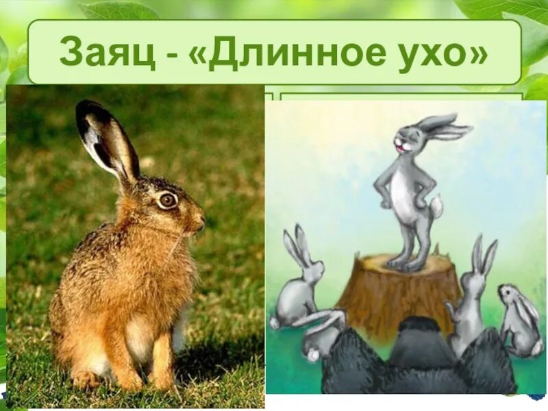 Почему уши у зайцев. Заяц - «длинное ухо» презентация. Заяц с длинными ушами. Заяц для презентации. Презентация про зайца 1 класс.