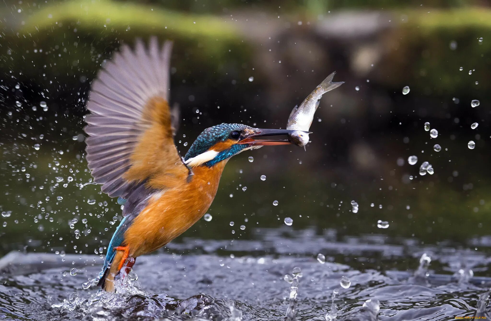 Птица держит в клюве насекомого. Турухтан в полете. Розовый воробей птица. Пернатая птица ошибка. Канюк харриса.