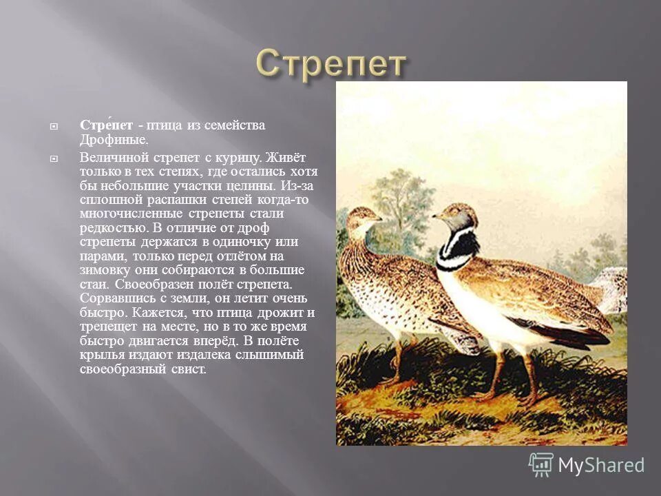 Где обитает дрофа. Степная дрофа дудак. Дрофа в степи. Где обитает дрофа. В какой зоне обитает дрофа.