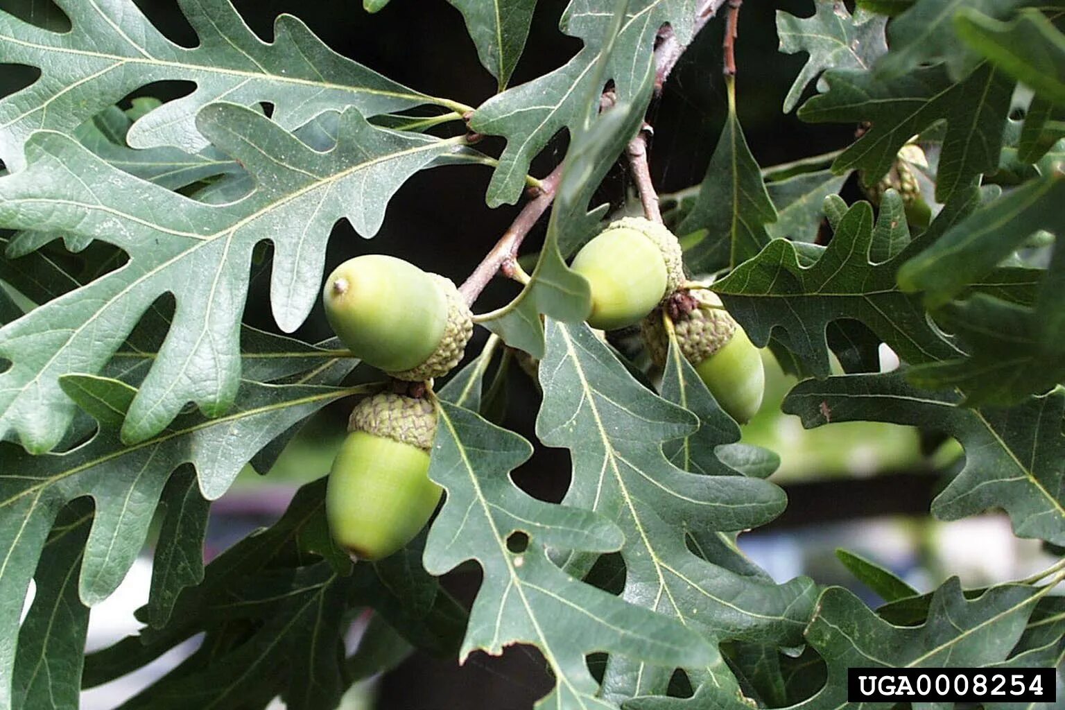 Как называется дуб. Quercus alba. quercus alba l.. quercus alba лес. белый дуб дерево.