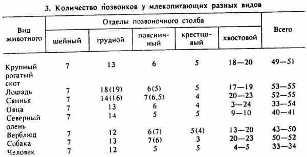 Число отделов позвоночника млекопитающих. Количество грудных позвонков у животных. Количество позвонков у разных видов животных. Количество костей у животных таблица. Число позвонков у животных таблица.