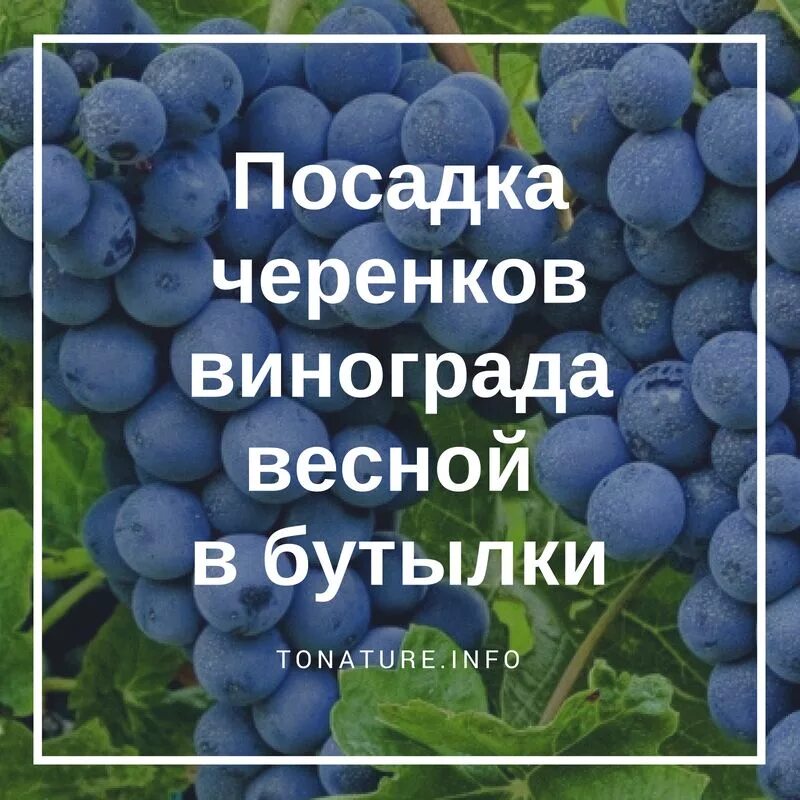 Как посадить виноград черенками весной в открытый. Посадка черенков винограда. Посадка Чубуков винограда весной. Когда сажать виноград черенками весной. Посадка винограда черенками.