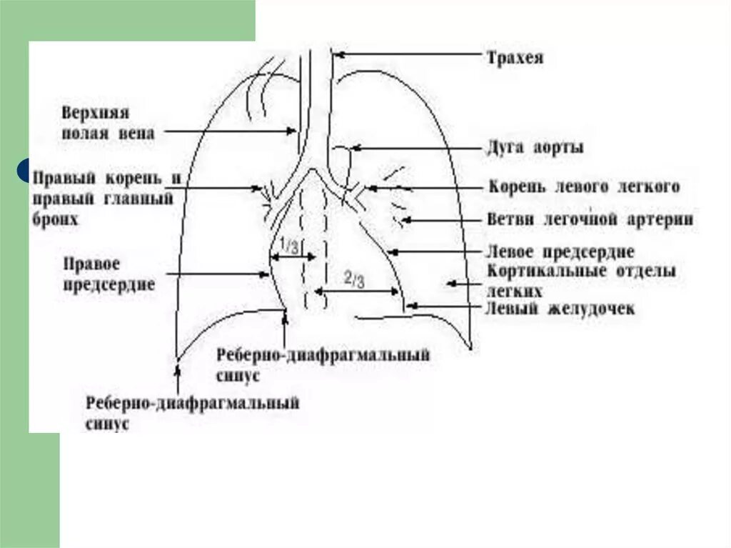 Кортикальные и базальные отделы легких. Кортиквльные отделы лёгких. Кортикальный отдел легкого. Задние отделы легких. Изменения базальных отделов легких