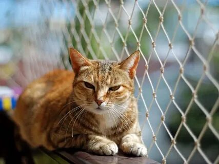 Скачай cat net