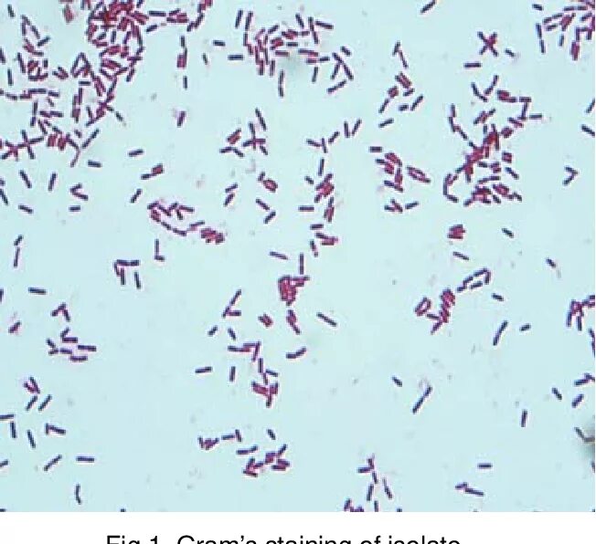 Уксусно кислые бактерии. Уксуснокислые бактерии acetobacter. gluconobacter oxydans. gluconacetobacter xylinus. gluconobacter и acetobacter.