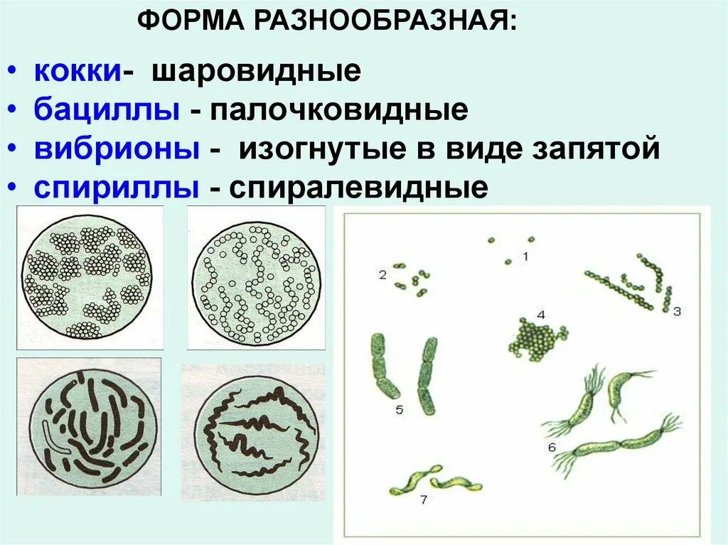 Бактерии по форме напоминающие запятую