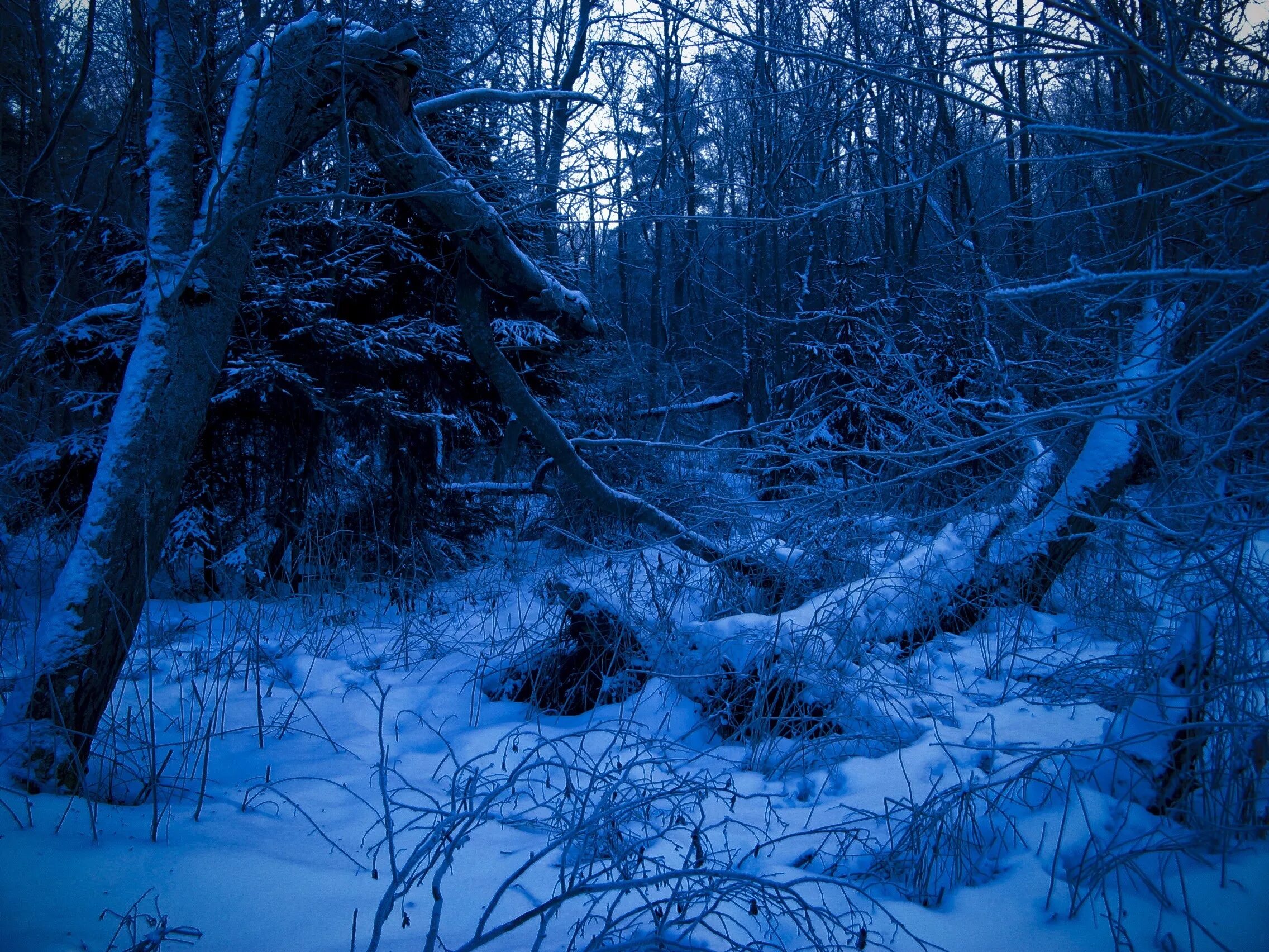 Мрачный снег. Зимний лес. Темный снежный лес. Страшный зимний лес. Дремучий зимний лес.