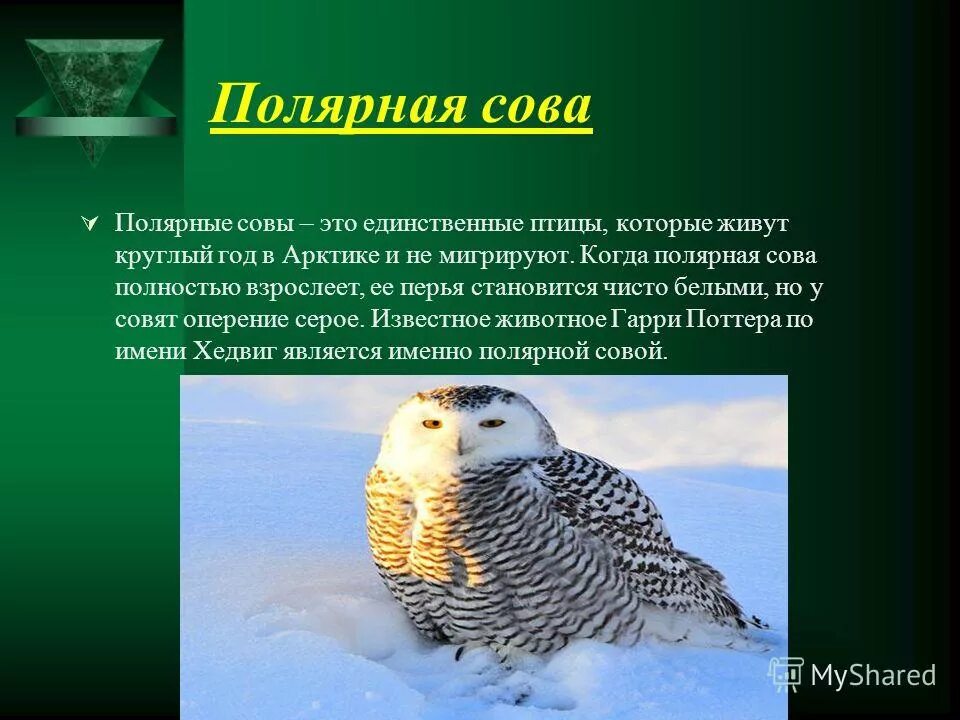 Где обитает сова в какой природной зоне. Где обитает сова в какой природной зоне