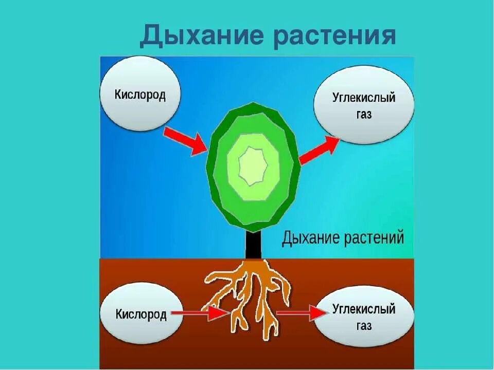 Схема как происходит дыхание растений. Дыхание растений. Растения дышат кислородом. Растения дышат углекислым газом. Дыхание растений и животных.