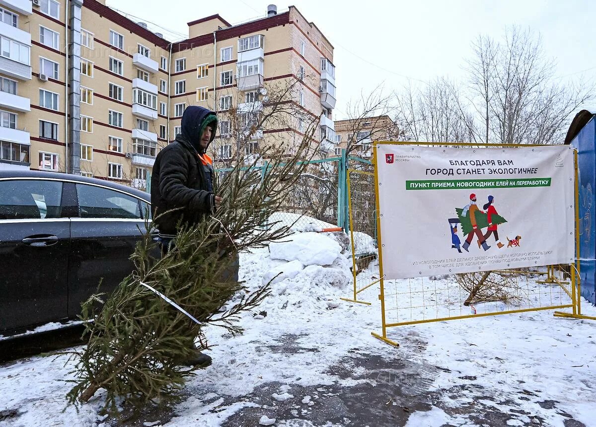 Где сдать елку на утилизацию в москве. Елочный круговорот. мужик несет елку. картинки пункта приема рождественских елок в великобритании.