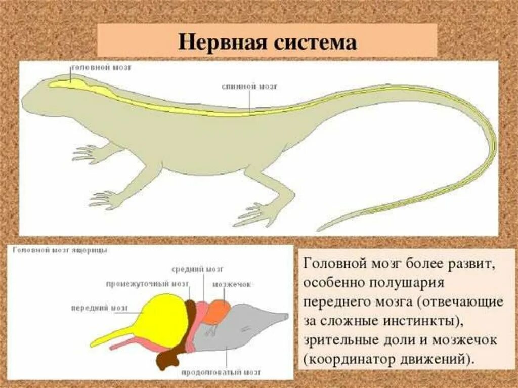 Строение нервной системы пресмыкающихся. Схема нервная система системы системы пресмыкающихся. Внутреннее строение пресмыкающихся нервная система. Нервная система крокодила схема.