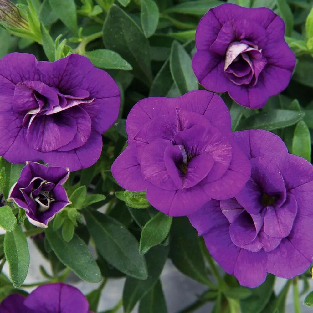 Калибрахоа калита. Калибрахоа нео дабл блю. Калибрахоа double blue. Калибрахоа double blue. Калибрахоа mini famous neo double blue.