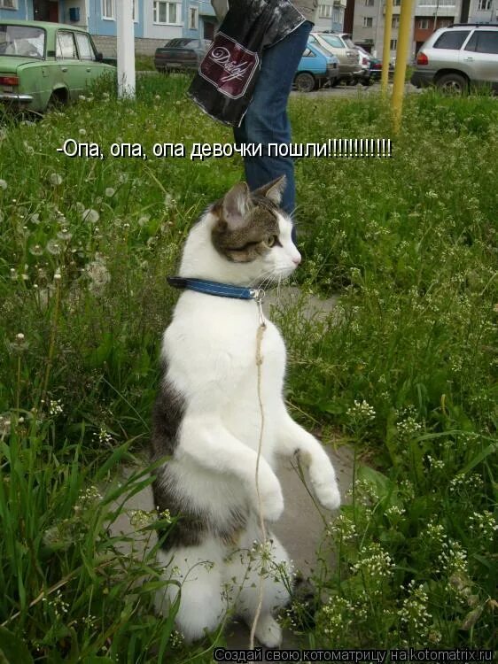 корейский певец опа гамна стайл. если в жизни твоей ж#па. русский опа дочь. опа девочка. иду по жизни удобной мне походкой.