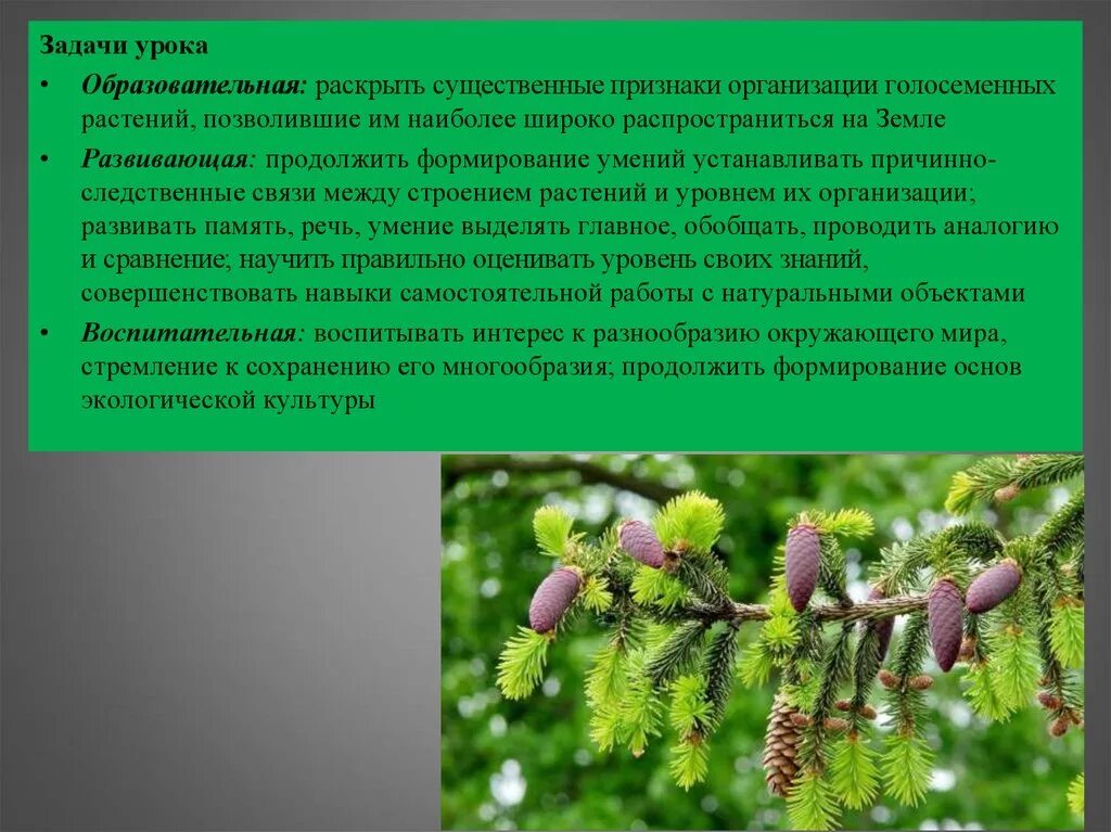 Характеристики голосеменных 7 класс. Характеристика отдела Голосеменные. Общая характеристика голосеменных. Характеристика голосеменных растений. Отдел Голосеменные общая характеристика.