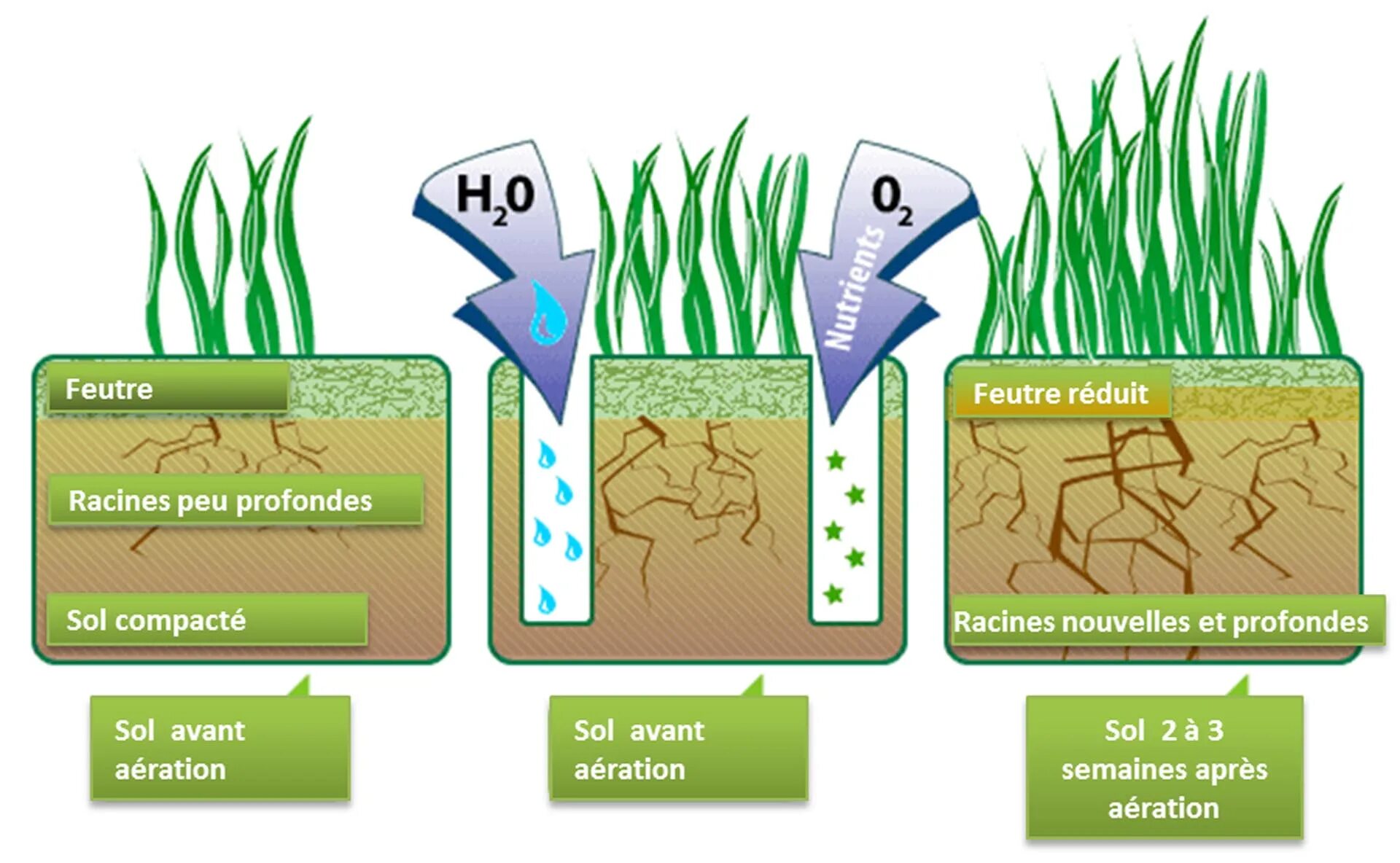 Аэрация почвы схема. Аэрация почвы газона. Схема посадки газона. Растения в почве. 2 как усилить доступ воздуха к корням