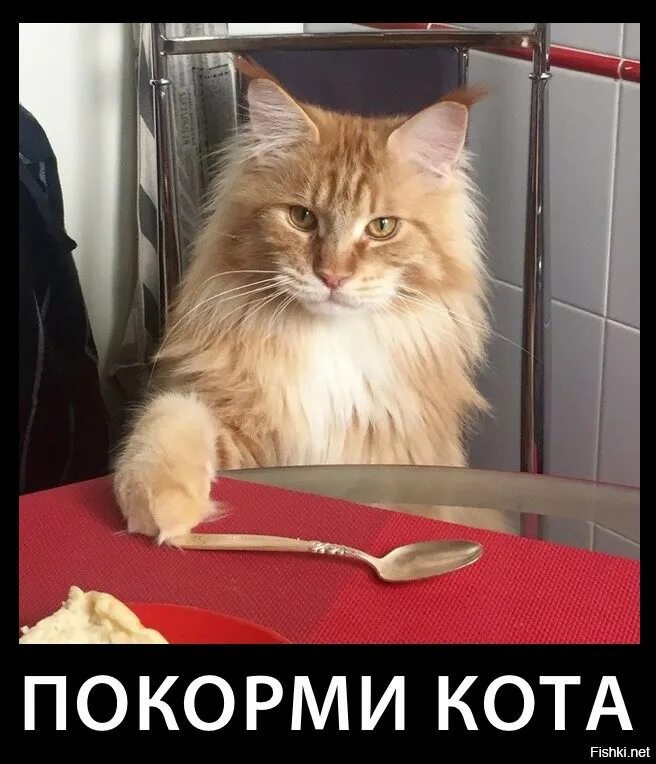 Пришел покормить кота а тут клининг. Покормить кота. накорми кота. накорми кота прикол. а ты покормил кота.