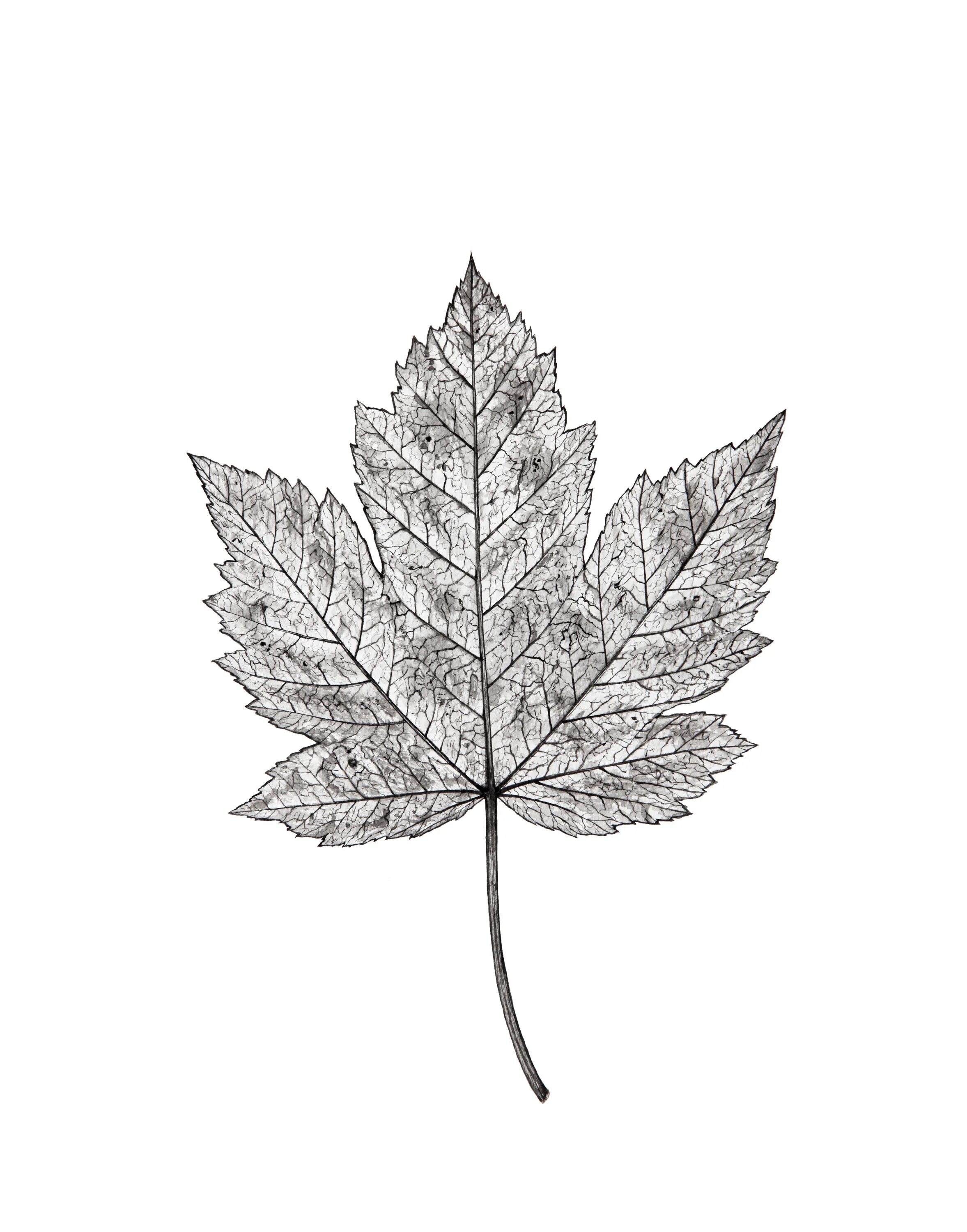 Черно белые картинки листьев. Листья деревьев. Листья эскиз. Листья иллюстрация. Листок дерева.