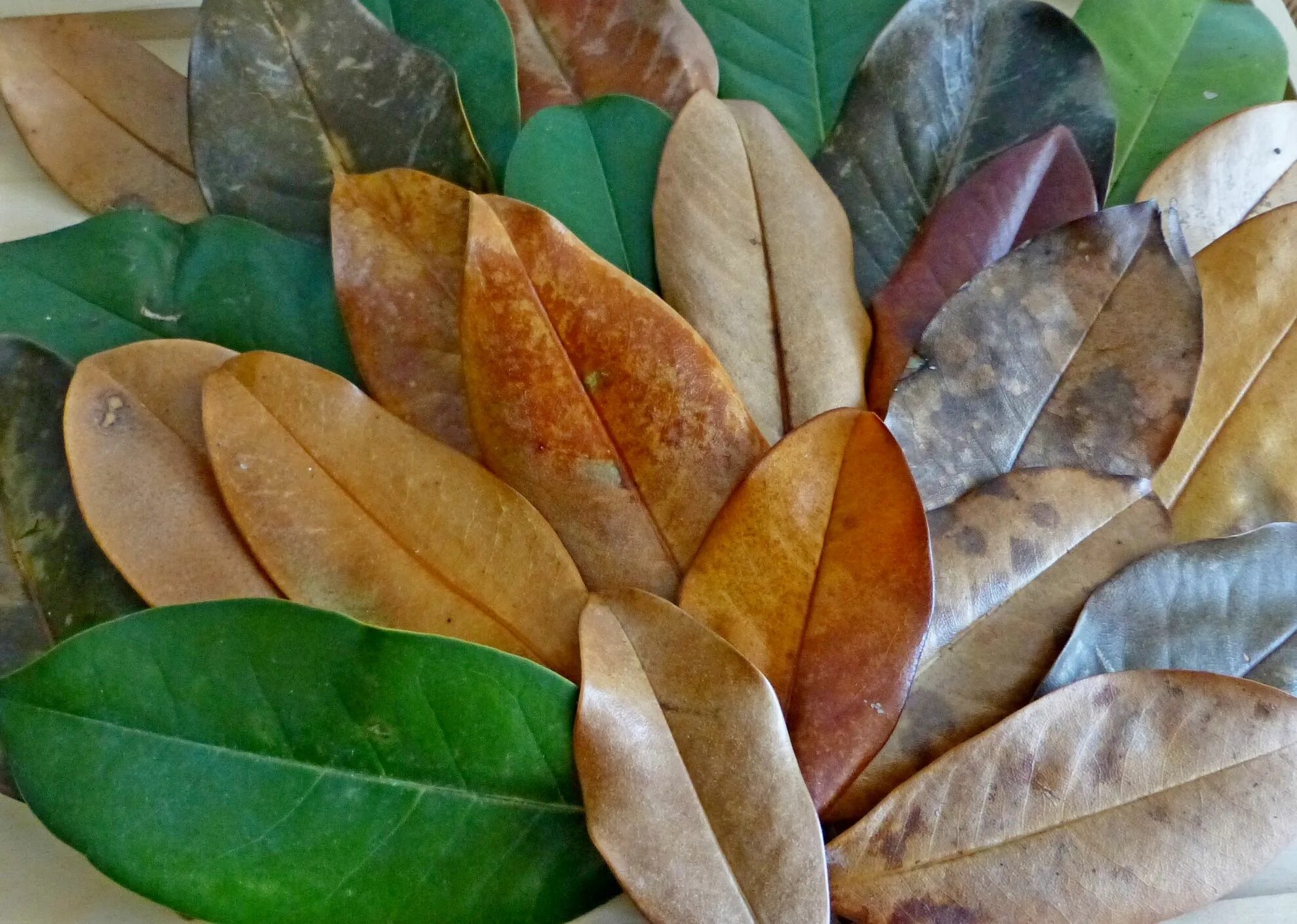 Магнолия виргинская magnolia virginiana. Магнолия крупноцветковая лист. Магнолия крупноцветковая (magnolia grandiflora). Листья магнолии декор. Магнолия крупноцветковая лист.