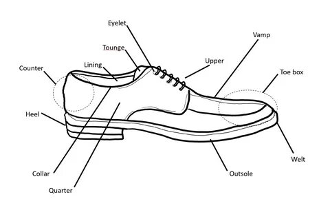 anatomy shoe - stegschool.ru.