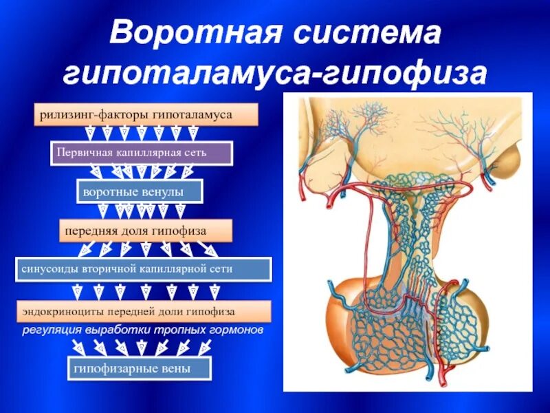 Гипоталамус и гипоталамо-гипофизарная система. Кровоснабжение аденогипофиза гистология. Гипофизарная воротная Вена. Чудесная капиллярная сеть гипофиза. Гипофиза гипоталамо гипофизарная система