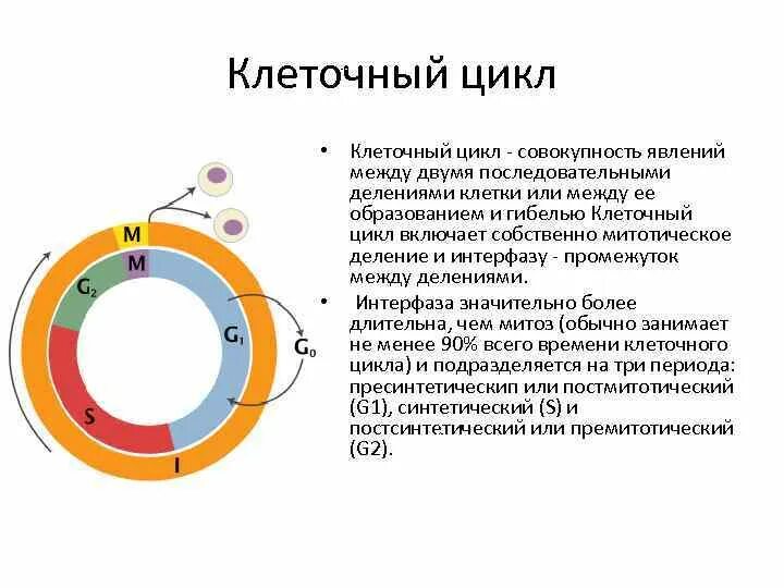 Постсинтетический период жизненного цикла клетки. Митотическое цикл клетки. G1 фаза клеточного цикла. Схема клеточного цикла. Фаза подготовки клетки к делению