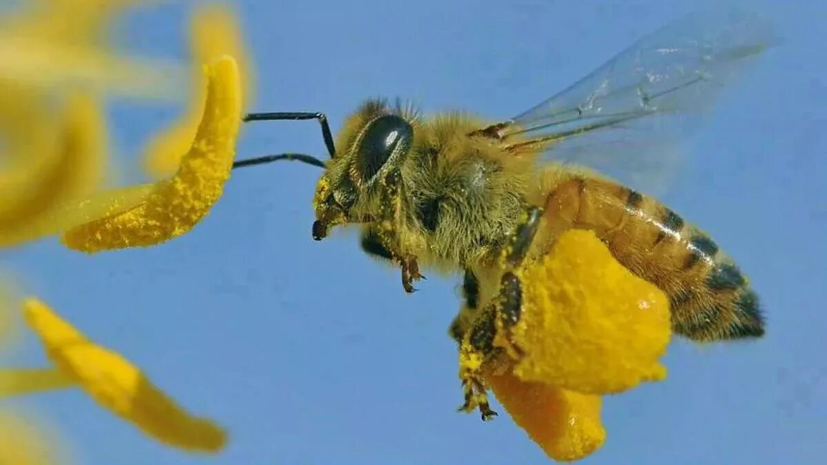 Пчелиная пыльца (Bee pollen). Среднерусская пчела. Пчела с нектаром. Нектар пчелиный. Пчела питается пыльцой