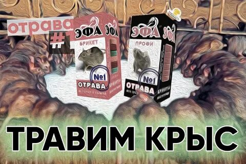 Травление крыс