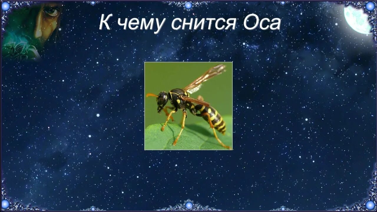 К чему снятся осы. Сонник к чему снится Оса. Сон на пчелах. К чему снятся осы во сне. К чему снятся шершни во сне